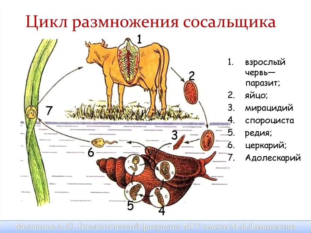 Хозяин печеночного сосальщика является