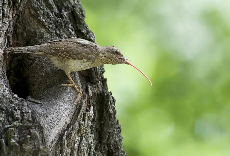 Дятел вертишейка. Дятел вертишейка. Вертишейка птица. Дятел вертишейка. Вертишейка птенец.
