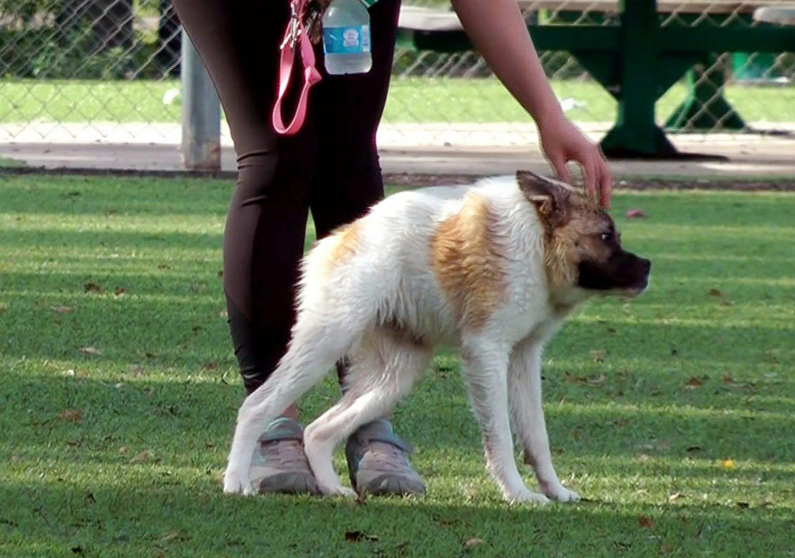 собака с укороченным позвоночником. короткая овчарка. немецкая овчарка квазимодо. немецкая овчарка квазимодо. половина собаки.