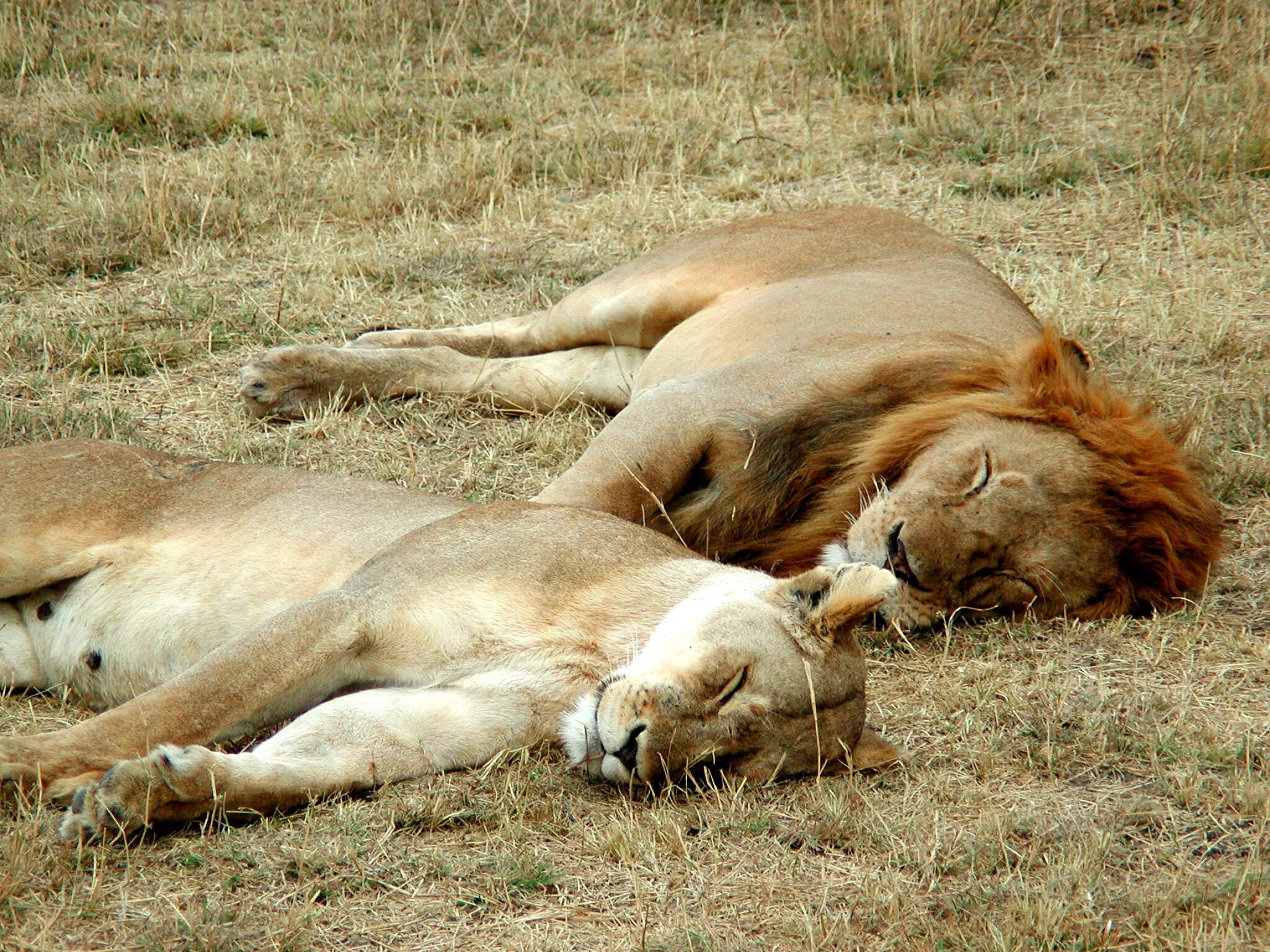 Спящие львы. Поведение животных. Сплю 20 часов в сутки