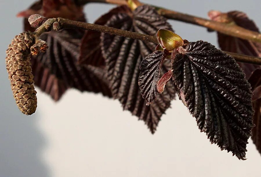 лещина маньчжурская. лещина 7 букв. орех лещина и фундук. лещина обыкновенная. фундук (лещина обыкновенная) первенец.