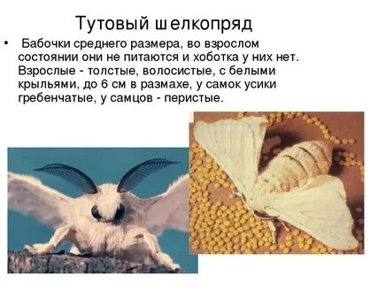 Тип членистоногие вид тутовый шелкопряд