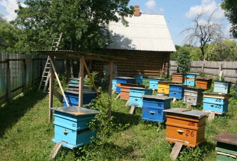 Пасека на даче. Пасека ульи. Пасека в деревне. Ульи на даче.