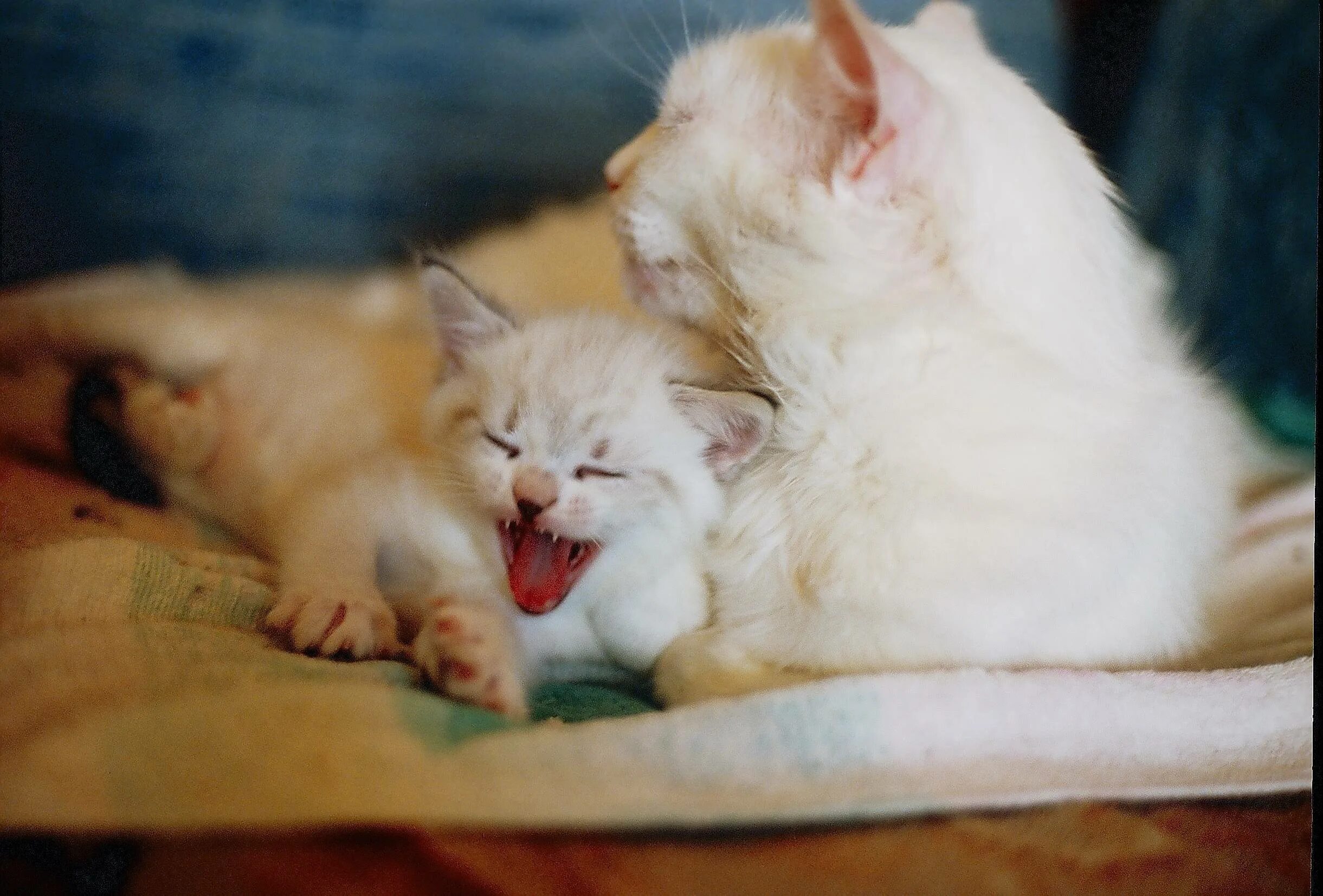 Кошка с котятами. Белая кошка с котятами. Котята во сне. Приснилась кошка с котятами.