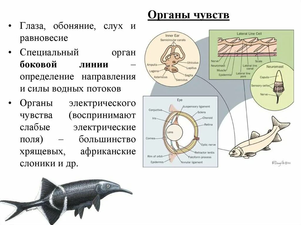 Надкласс рыбы строение. Надкласс рыбы класс. Надкласс рыбы классификация. Органы чувств хрящевых рыб. Урок классы рыб 7 класс