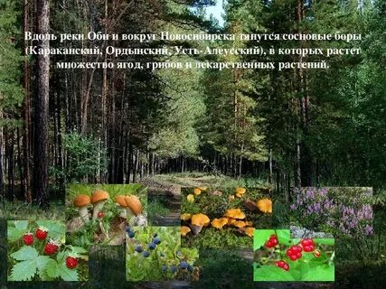 Картинки разнообразие природы родного края
