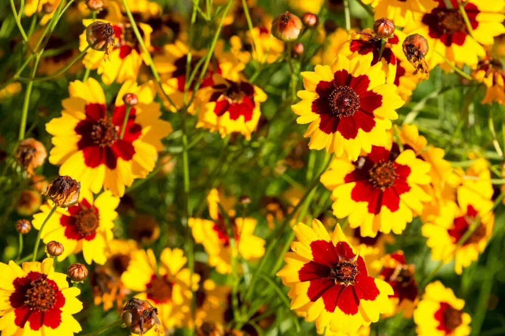 Кореопсис однолетний фото. Кореопсис однолетний фото. Кореопсис coreopsis. Кореопсис ланцетовидный. Кореопсис гарнет.