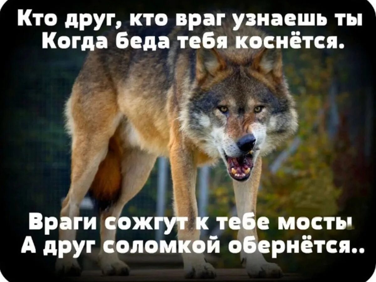 Приблизиться неслышно. Статусы про беду. Человека узнаешь в беде. Самый опасный враг это завистливый друг. Статусы про врагов.