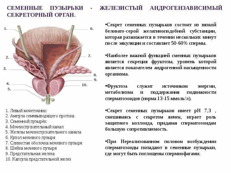 Семенные пузырьки строение и функции. Строение простаты и мочевого пузыря. Функции предстательной железы анатомия. Предстательная железа и семенные пузырьки анатомия.