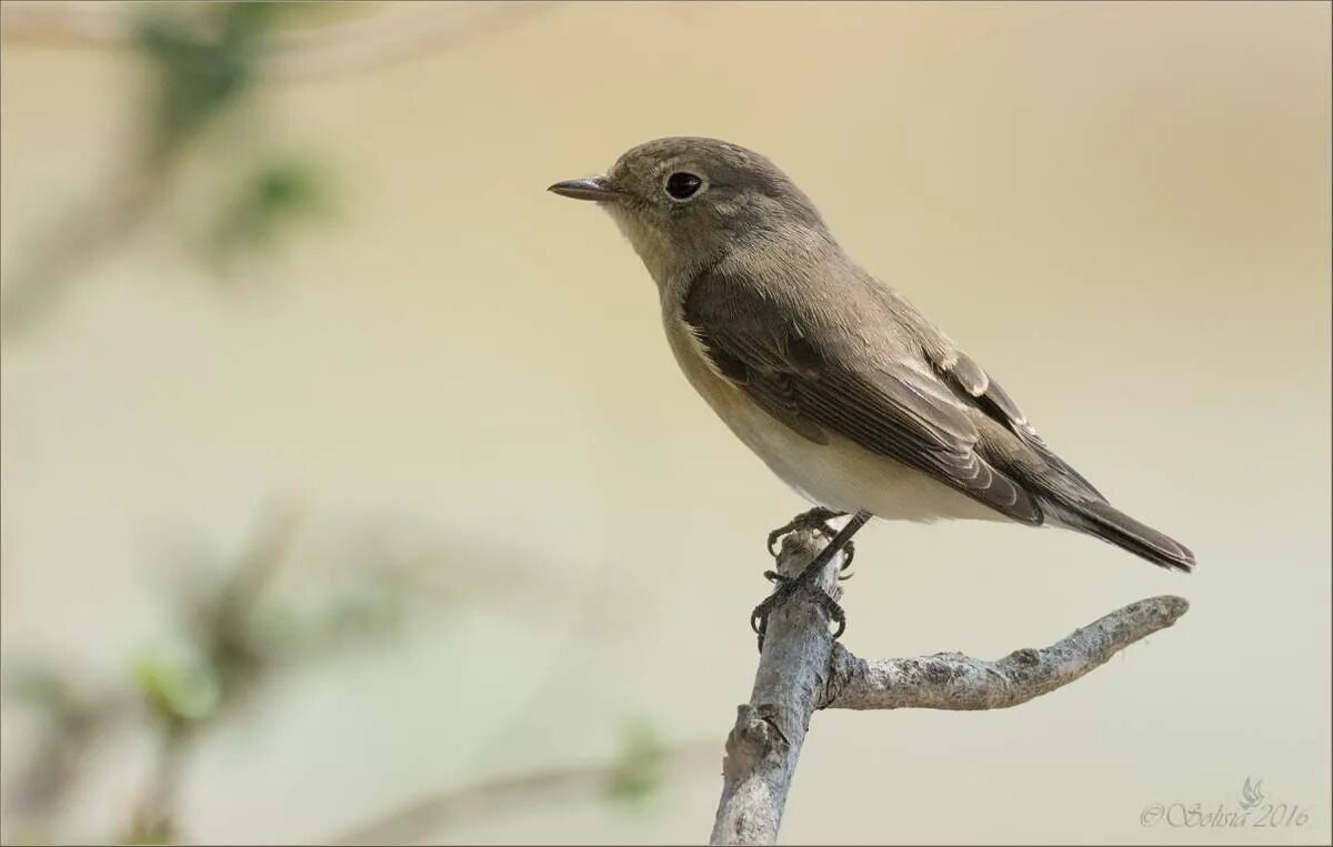 Коричневой серая птичка. Ficedula Parva. Малая мухоловка птица. Маленькая серенькая птичка меньше воробья в Подмосковье. Маленькая серая птичка в Подмосковье.