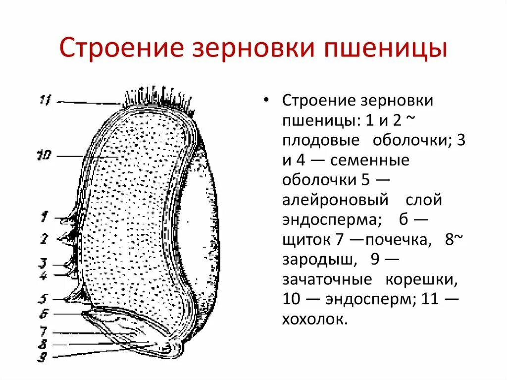 Какое строение семени пшеницы. Схема строения зерна пшеницы. Строение плода зерновки пшеницы. Строение зерновки злаковых культур. Плод Зерновка схема.