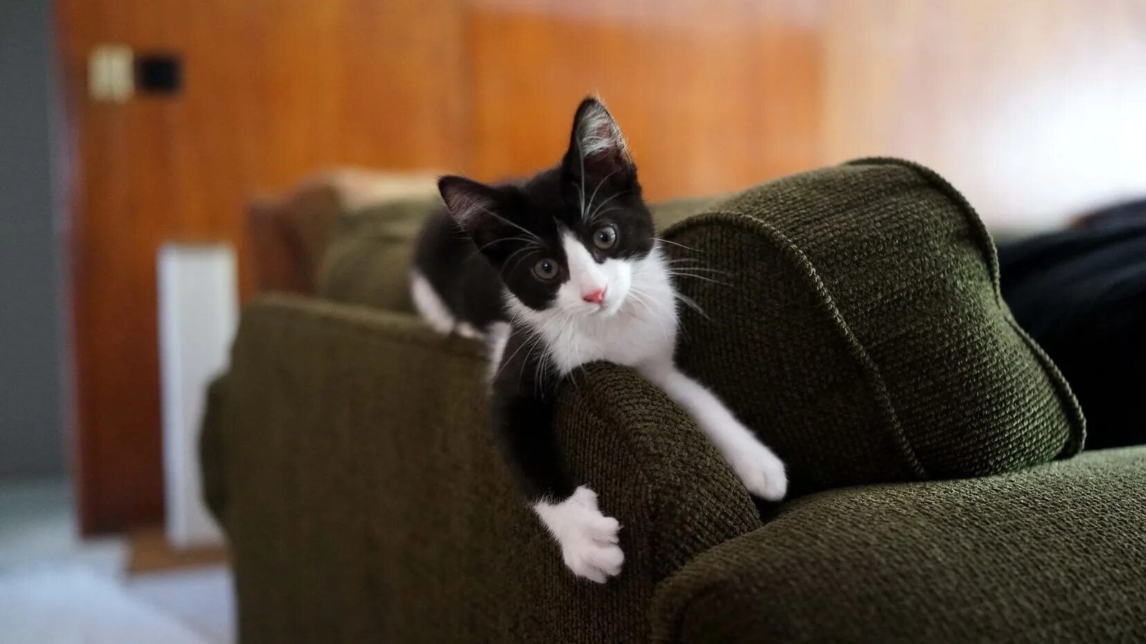 Кошка дома фото. Котенок на диване. Диван кошка. Кошка дома. Домашние кошки на диване.