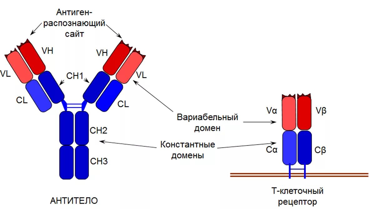 Домены антител