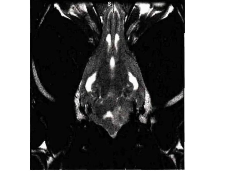Опухоль мозга у собак. Опухоль головного мозга у собак.