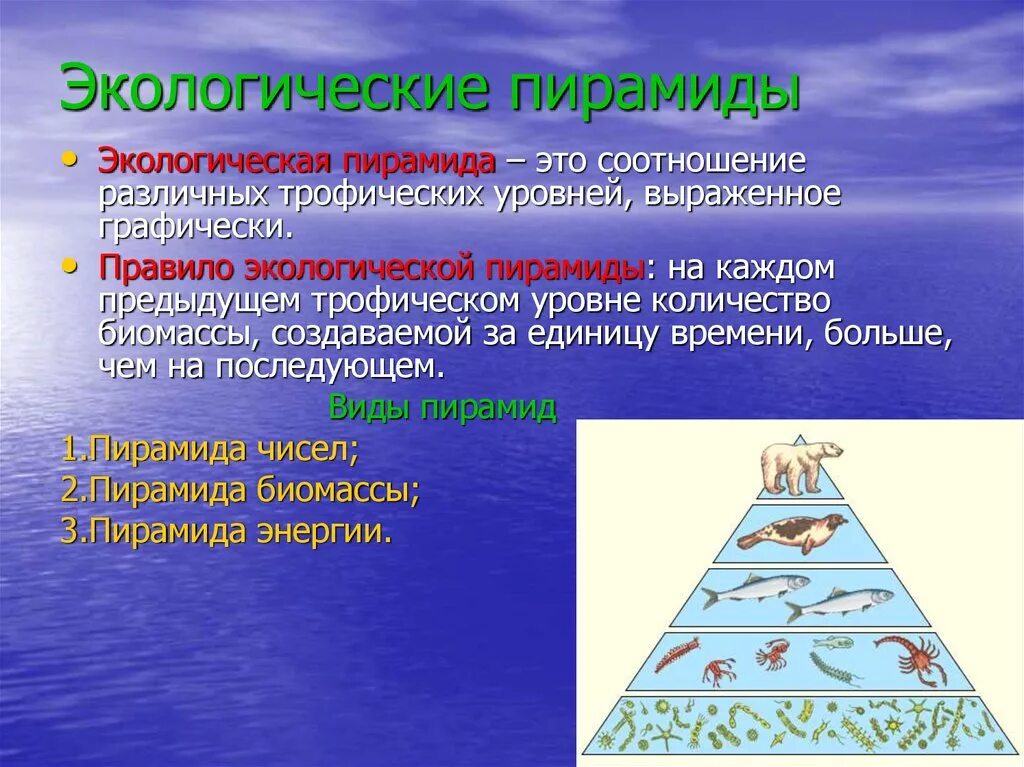 Отражены правило. Экологическая пирамида. Экеологическаяпирамида. Правило экологической пирамиды. Этологическая пирамида.