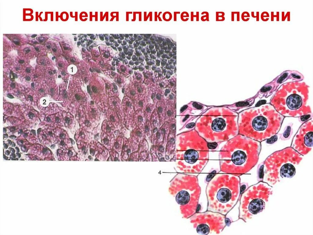 Клетки печени вырабатывают. Включения гликогена в клетках печени аксолотля. Включение гликогена в клетках печени под микроскопом. Включения гликогена гистология. Включения гликогена в клетках печени рисунок.