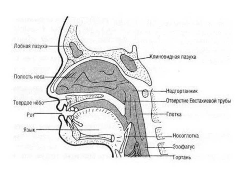 Схема строения носовой полости. Строение носовой полости человека анатомия. Носовая полость схема анатомия. Полость носа анатомия строение.