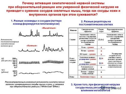 Частота работы сердца человека