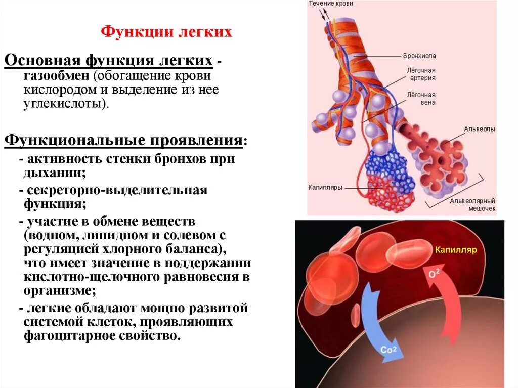 Легочные пузырьки в легких. Функция альвеол легких. Функции легочных пузырьков альвеол. Функции лёгочных пузырьков Авеол. Альвеолы строение и функции.