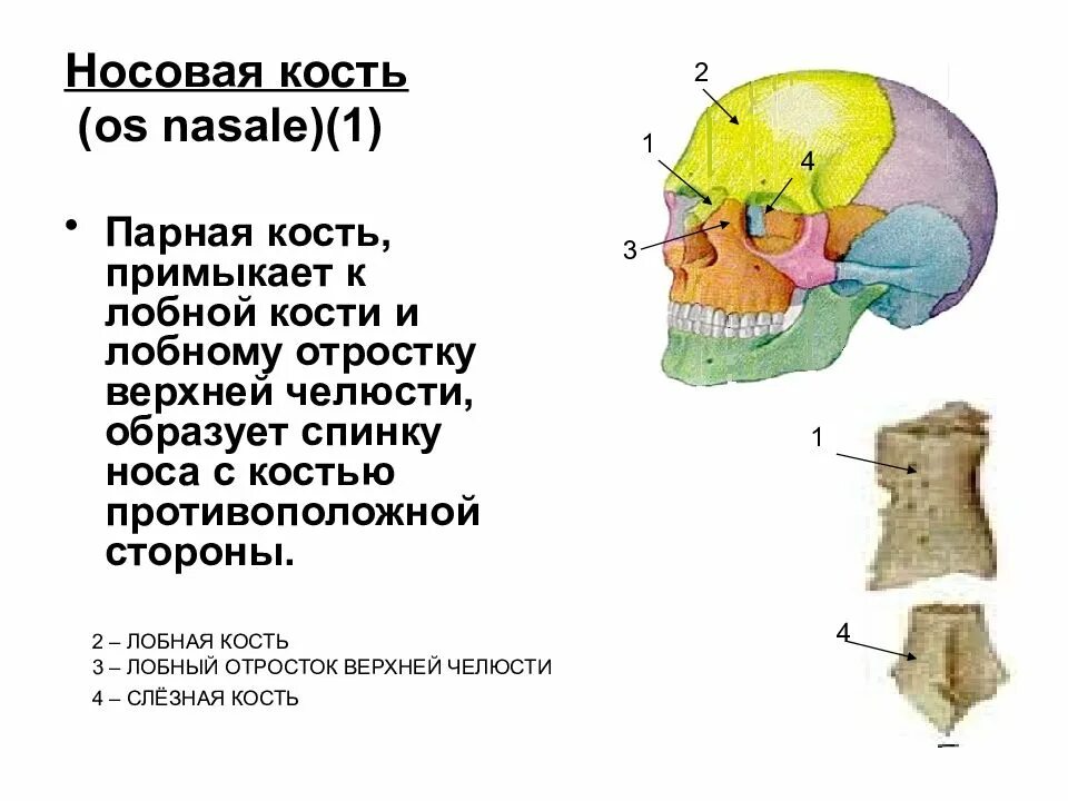 Носовая кость строение. Сошник кость анатомия. Носовая кость анатомия схема. Носовая кость решетчатая борозда. Носовая кость анатомия строение.