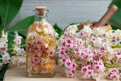 Цветы каштана в народной медицине