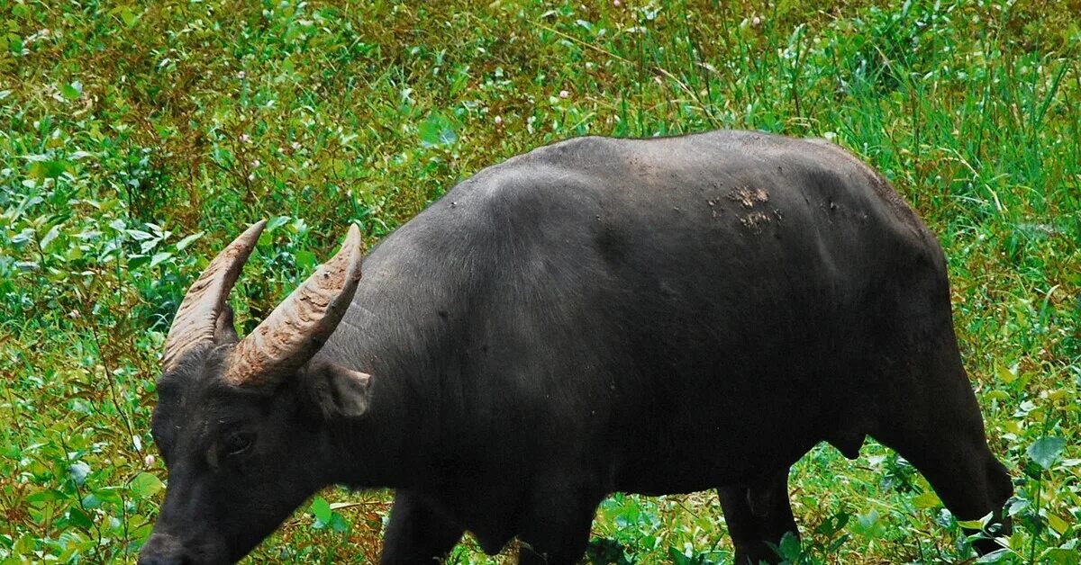 кентус карликовый буйвол. африканский лесной буйвол. гамиш. карликовый буйвол тамарау. карликовый буйвол тамарау.