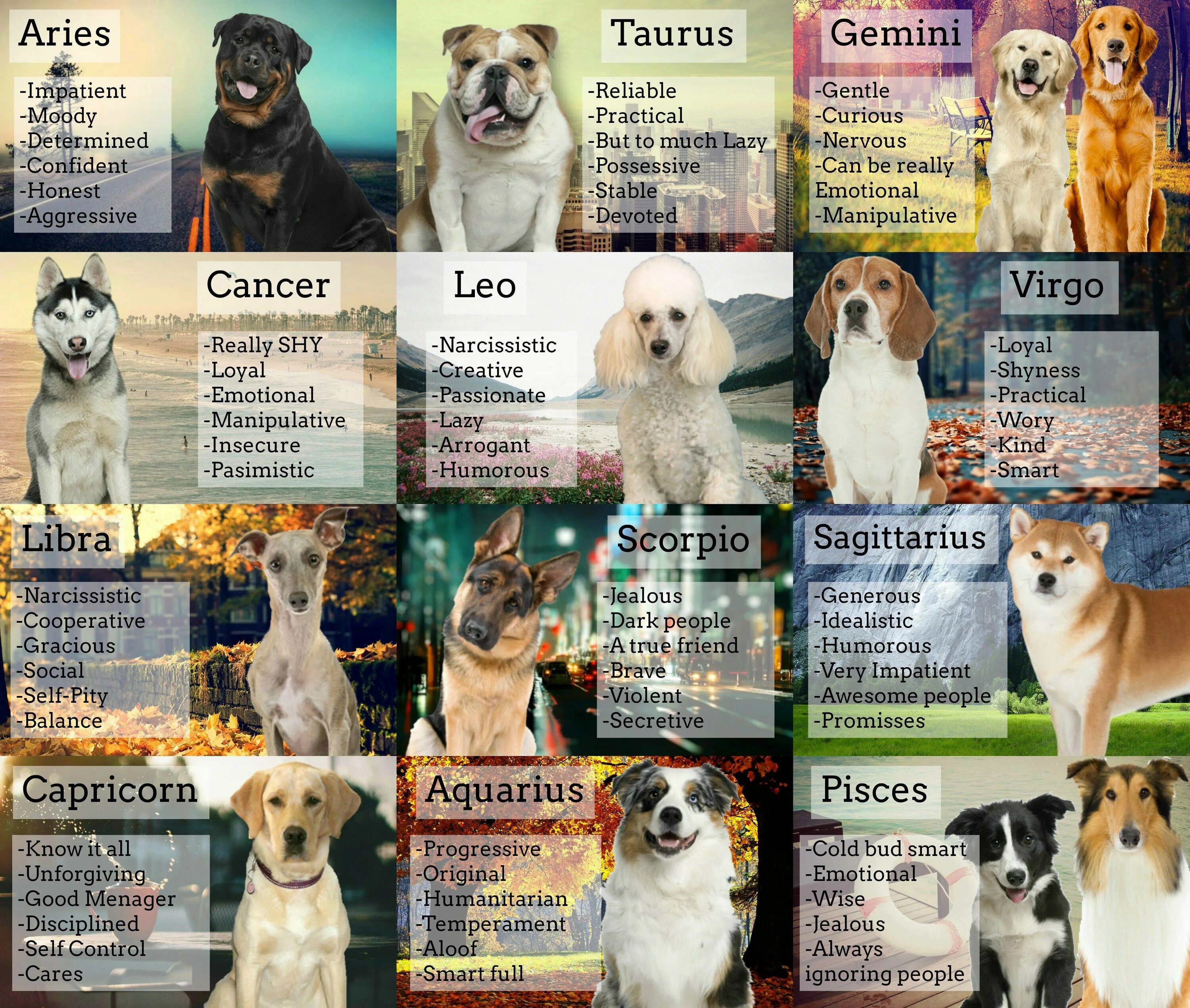 Гороскоп собаки весы. Собаки по знаку зодиака. Породы собак по гороскопу. Собаки для знаков зодиака. Собаки подходящие к знакам зодиака.