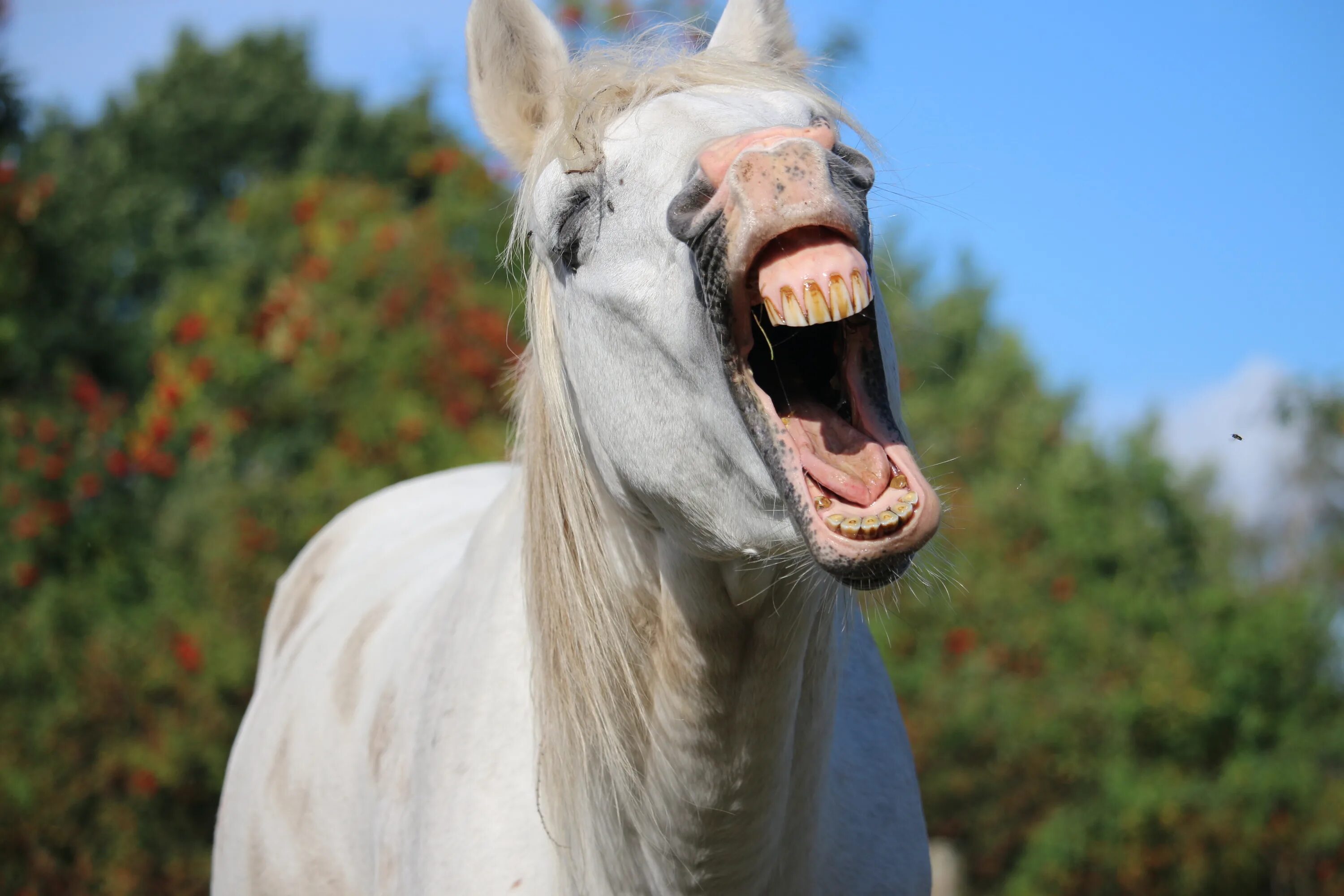 Лошадиные зубы. Смешная лошадь. Лошадь ржет. Лошадь смеется. Конь с открытым ртом.