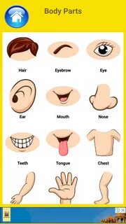 Parts of body vocabulary