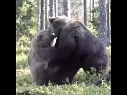Бои медведя видео