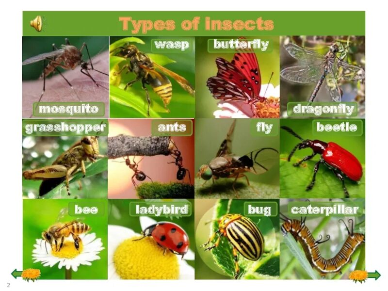 Проект по английскому насекомые. Насекомые на английском языке. Насекомые на английском 5 класс. Насекомые презентация. Насекомые названия.