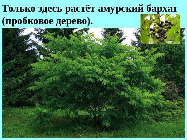 Где растет амурский. Бархат Амурский – Phellodendron amurense Rupr. Амурский бархат и маньчжурский орех. Амурский бархат Дальний Восток. Дальний Восток дерево бархат Амурский.