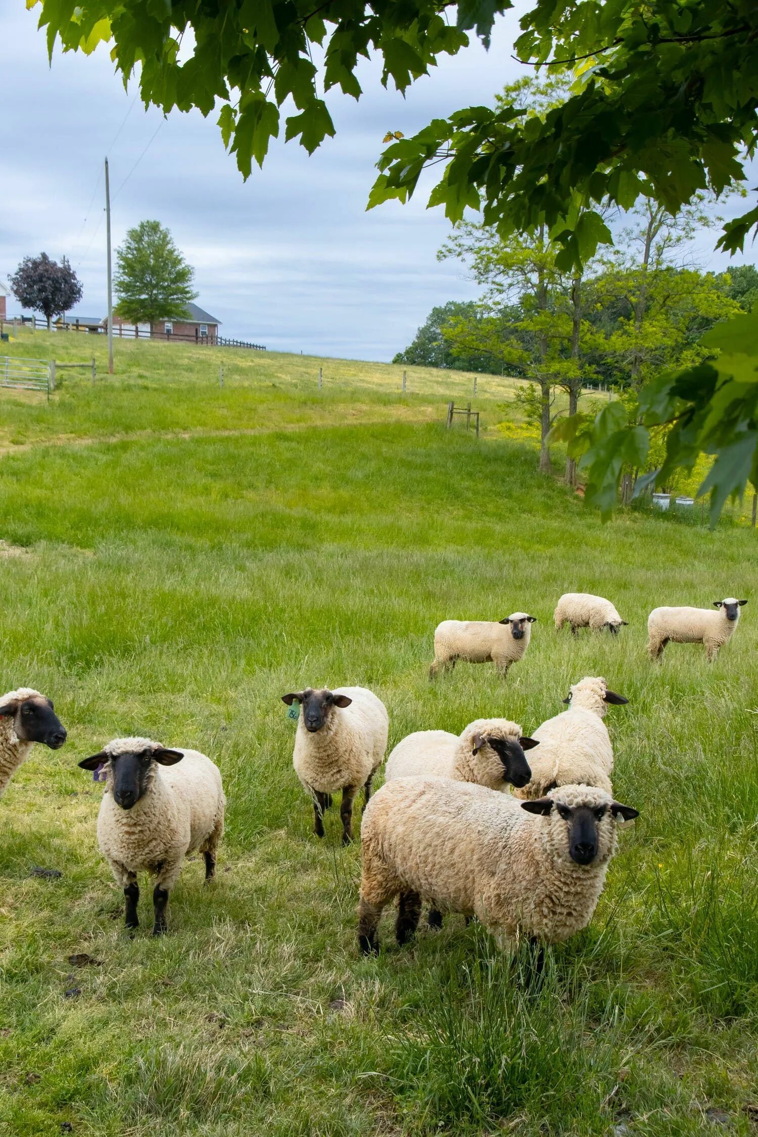 The sheep in the field