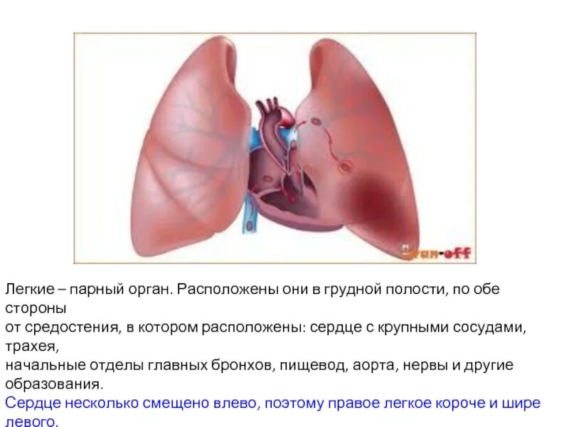 Как располагаются лёгкие в грудной полости. Пищевод и легкие в грудной полости.