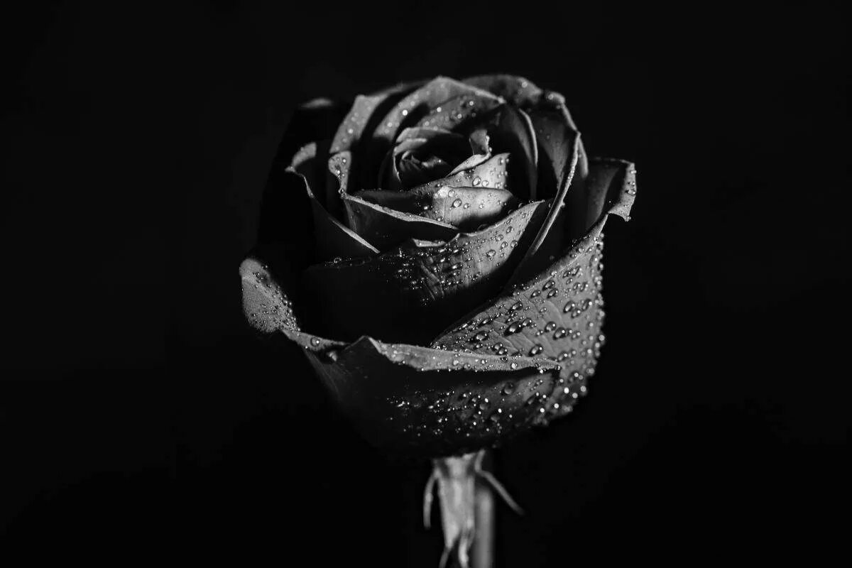 Черная розочка. Черные розы растут. Чёрные розы существуют в природе.