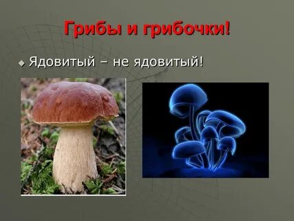 Друг гриба