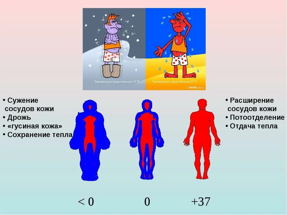 Терморегуляция человека. На холоде сосуды расширяются или сужаются. Терморегуляция человека на холоде. Сосуды сужаются при холоде или тепле. Холодная кожа при температуре