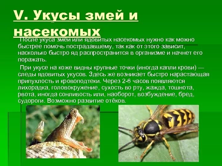 Что сделать при укусе насекомых. Укусы ядовитых змей и насекомых. Оказание первой помощи при укусах змей и насекомых. Укусы ядовитыми змеями и насекомыми. Презентация на тему укусы насекомых.