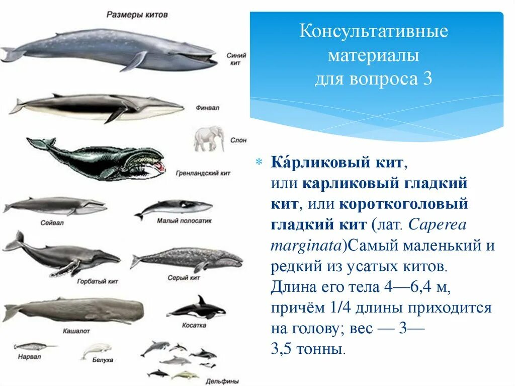 Самый большой кит размеры и вес. Синий кит Размеры и вес в сравнении. Размер кита. Размеры китов.