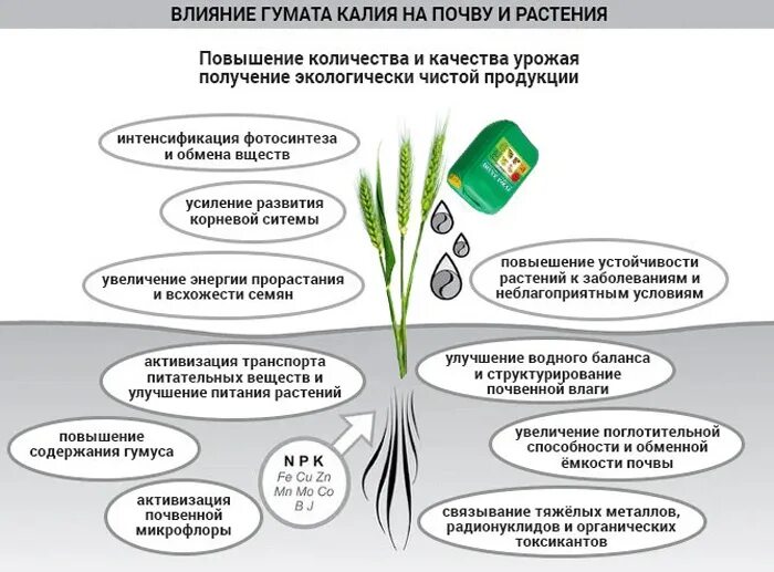 Повышение устойчивости растений. Влияние калия на рост растений. устойчивость растений. на что влияет калий в растениях. поступление тяжелых металлов в растения.