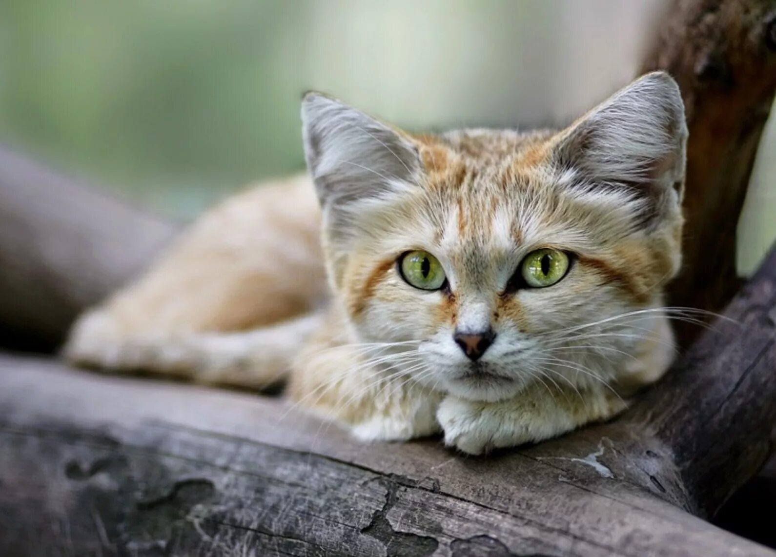 Кошка кошачий. Барханная кошка. Песчаная кошка (Felis Margarita). Пустынный барханный кот. Бархатный песчаный кот.