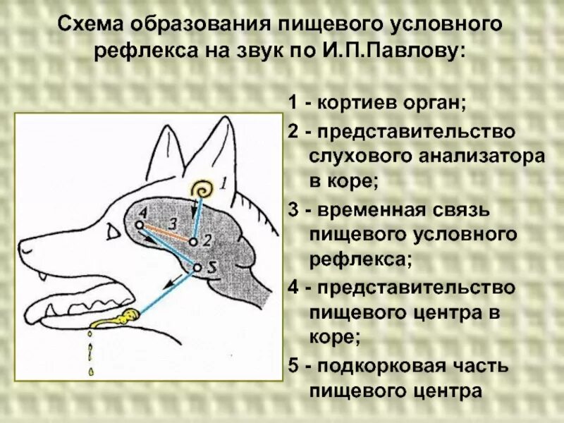 Механизм образования условного рефлекса схема. Схема образования условного рефлекса и. п. Павлов. Схема выработанного условного рефлекса. Схема формирования условного рефлекса Павлова.