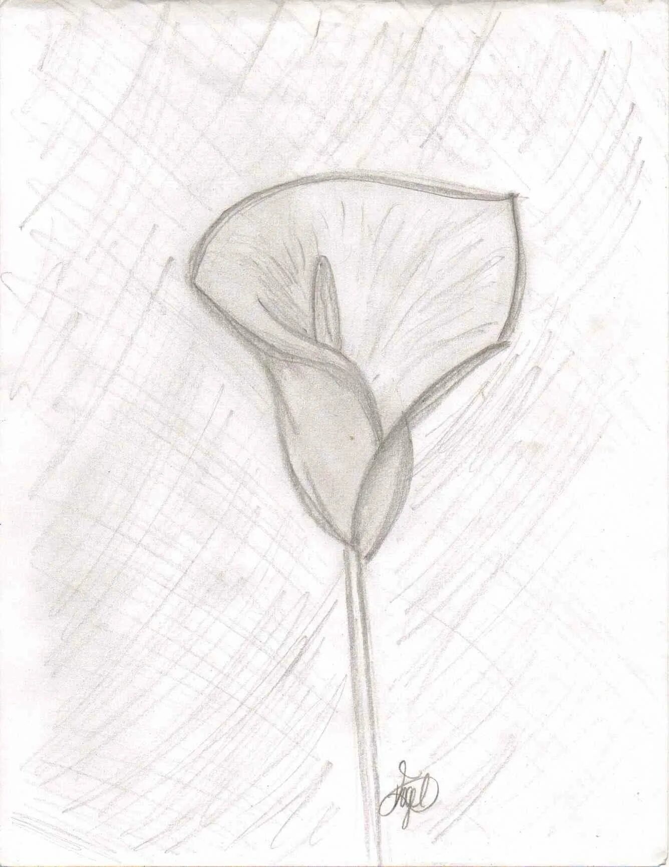 Рисунки для срисовки цветы цветные. Синий рисунок. Рисунок одним цветом карандашом. Наброски карандашом цветы. Синие цветы карандашом.