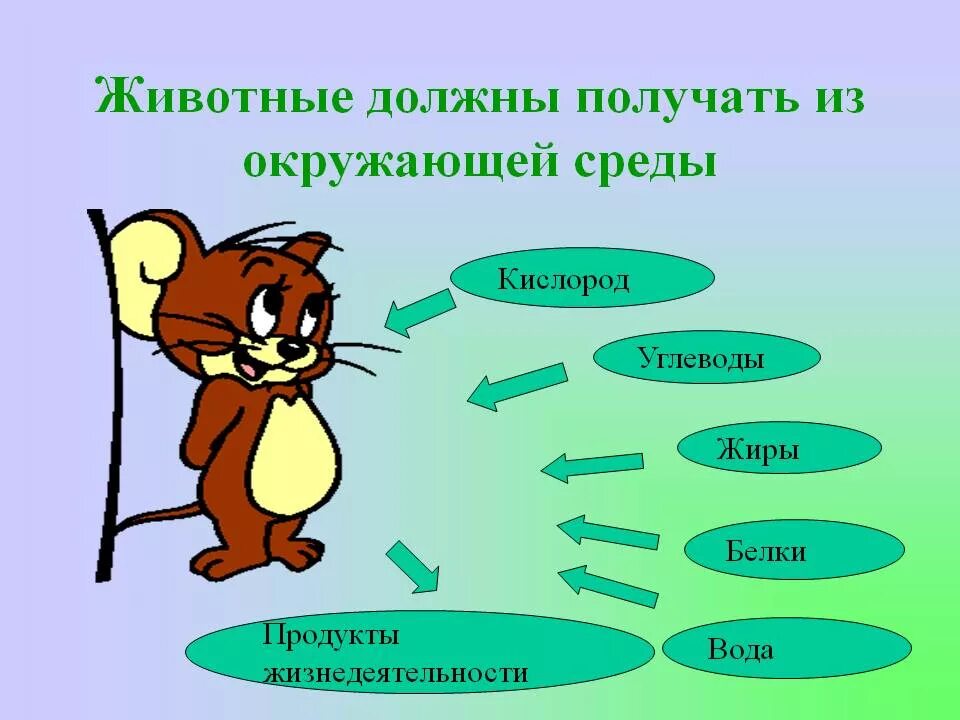 Темы человек живой организм. Продукты жизнедеятельности животных. Обмен веществ у животных. Метаболизм у животных. Продукты обмена веществ у животных.