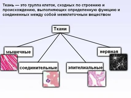 Перечислите соединительные ткани организма