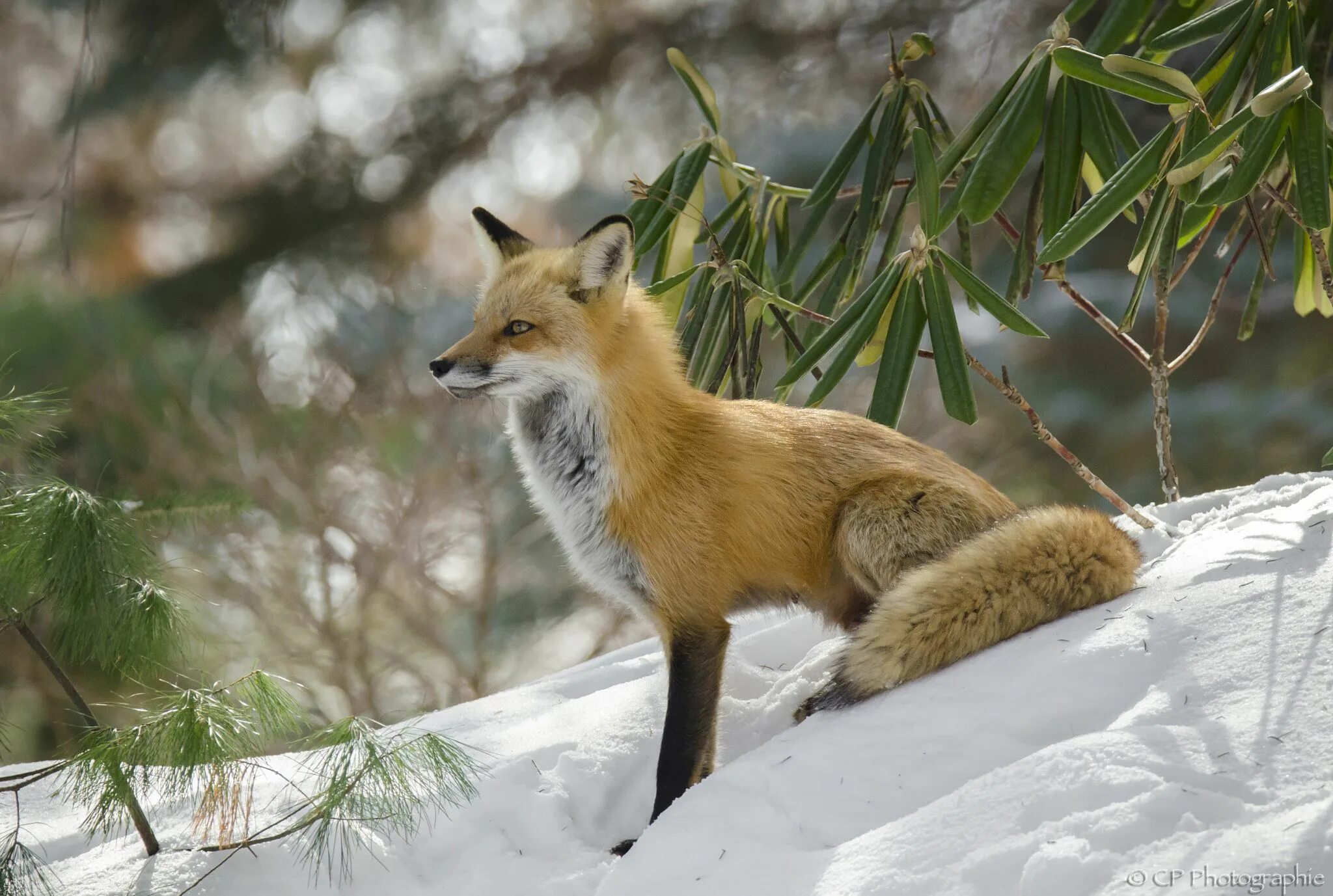 Foxes amazing. Леопард и лиса. Леопардовая лиса. Лиса и леопард рядом. Techofox photo.