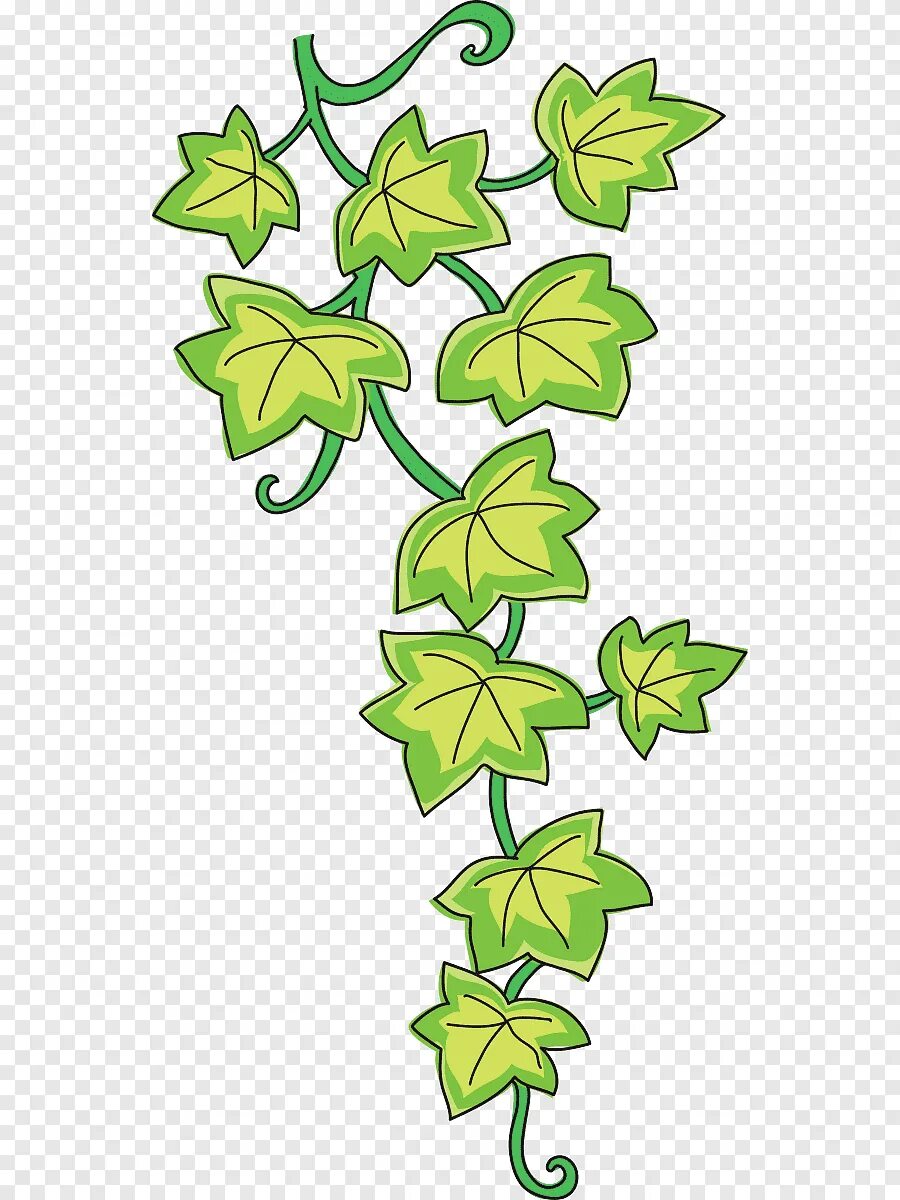 Лист плюща нарисовать. Лист плюща трафарет. Листья лианы. Листья плюща раскраска. Листочек плюща.