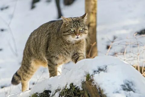 Чем образ жизни диких лесных котов отличается от жизни домашних кошек.
