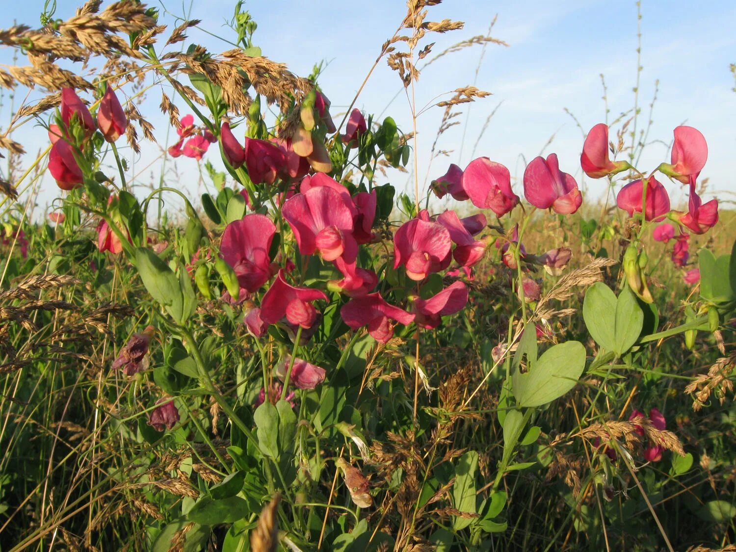 га чина. Lathyrus sativus. чина танжерская. чина (lathyrus). га чина.