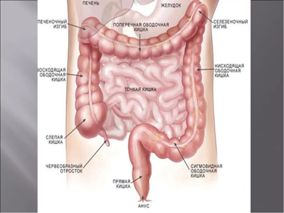 Тонкий и толстый кишечник анатомия. Тонкая и толстая кишка анатомия. Толстый кишечник анатомия человека. Строение тонкой и толстой кишки. Кишка с правой стороны